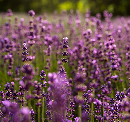 Lavanda Fina