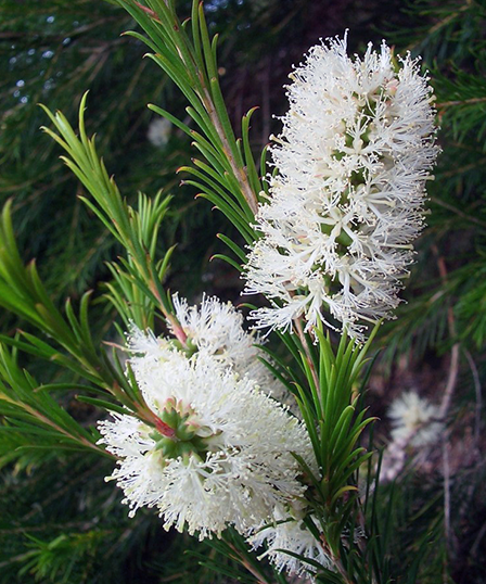 Melaleuca